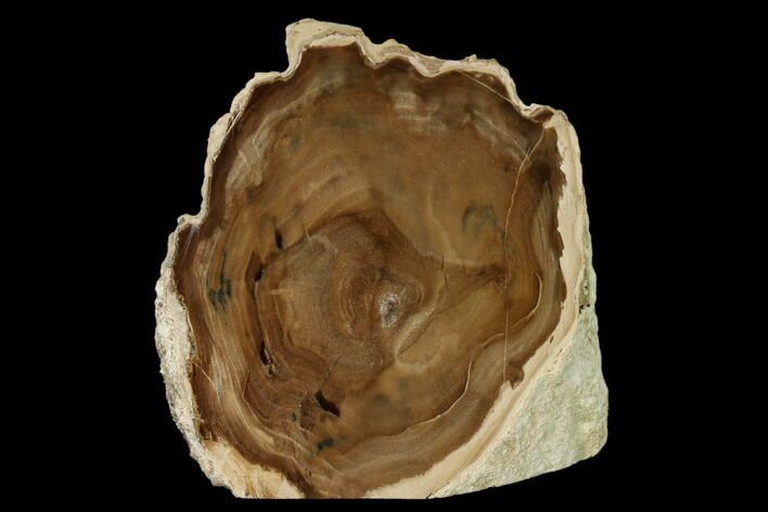 Polished Petrified Wood (Cherry) Stand-up - McDermitt, Oregon #162883